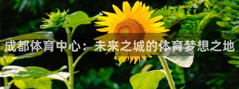 中山熊猫体育：成都体育中心：未来之城的体育梦想之地